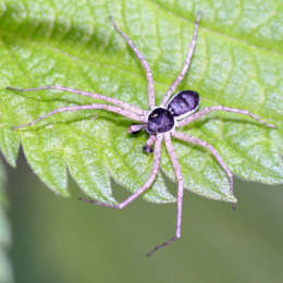 Goldgelber Flachstrecker