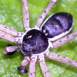 Goldgelber Flachstrecker