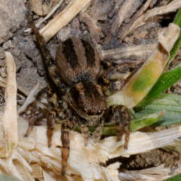 Gebänderte Springspinne