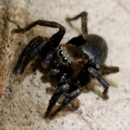 Gebänderte Springspinne