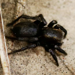 Gebänderte Springspinne