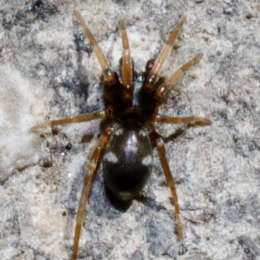 Gewöhnlicher Ameisenvagabund