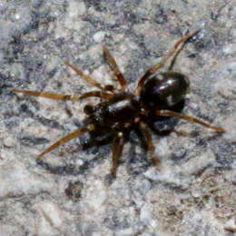 Gewöhnlicher Ameisenvagabund