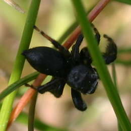 Schwarze Springspinne