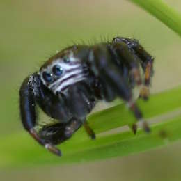 Schwarze Springspinne