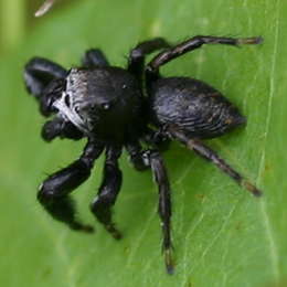Schwarze Springspinne