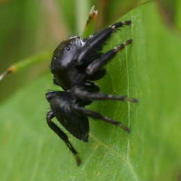 Schwarze Springspinne