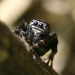 Schwarze Springspinne