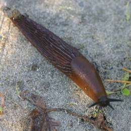 Spanische Wegschnecke