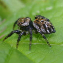 Springspinne