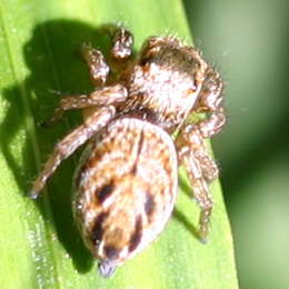 Springspinne