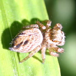 Springspinne