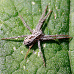 Silbergras-Herzfleckläufer