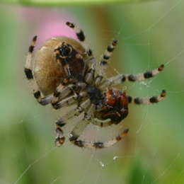 Vierfleck-Kreuzspinne