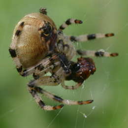 Vierfleck-Kreuzspinne