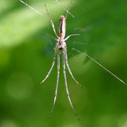 Wellenbindige Streckerspinne