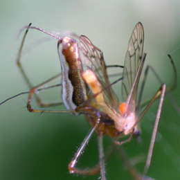 Wellenbindige Streckerspinne