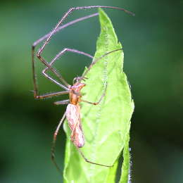 Wellenbindige Streckerspinne