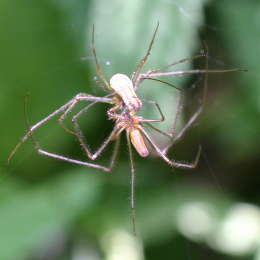 Wellenbindige Streckerspinne