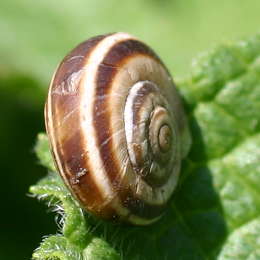 Weiße Heideschnecke