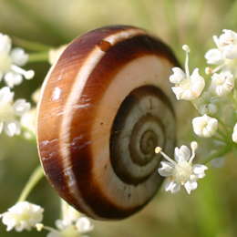 Weiße Heideschnecke