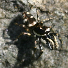 Zebraspringspinne