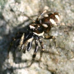 Zebraspringspinne