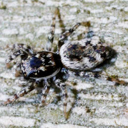Zebraspringspinne
