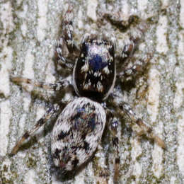 Zebraspringspinne