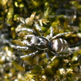 Zebraspringspinne