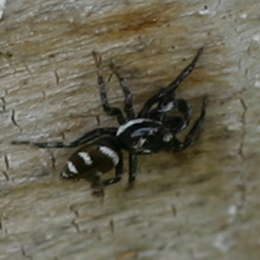 Zebraspringspinne