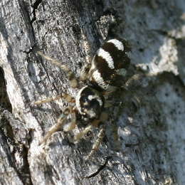 Zebraspringspinne