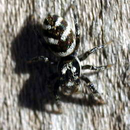 Zebraspringspinne