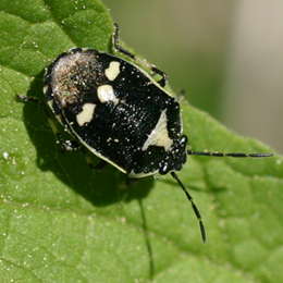Kohlwanze
