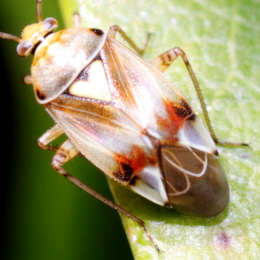 Wiesenwanze