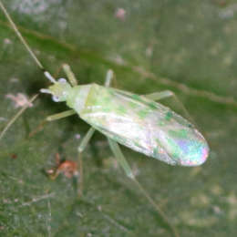 Weichwanze
