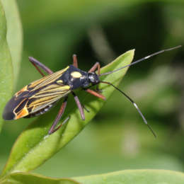 Prachtwanze