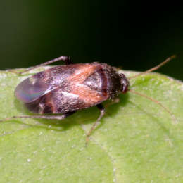 Weichwanze