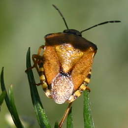 Purpur-Fruchtwanze