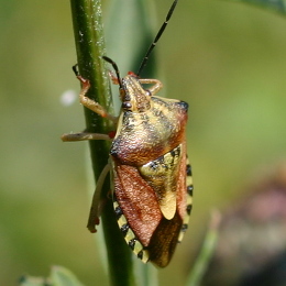 Purpur-Fruchtwanze