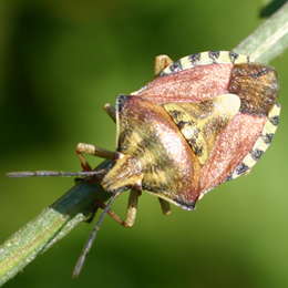 Purpur-Fruchtwanze