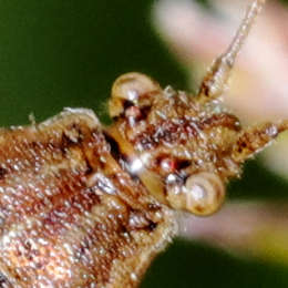 Glasfügelwanze
