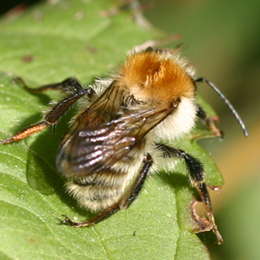 Ackerhummel