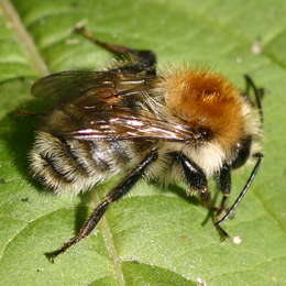 Ackerhummel