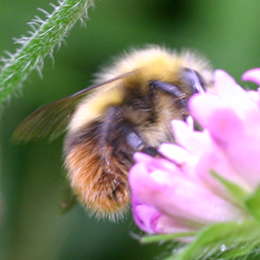 Wiesenhummel