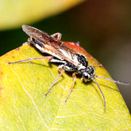 Blattwespe