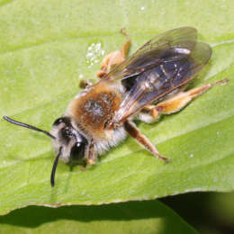 Wald-Lockensandbiene