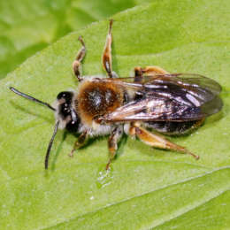 Wald-Lockensandbiene