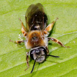 Wald-Lockensandbiene