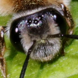 Wald-Lockensandbiene